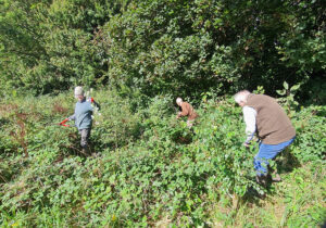 Clearing_brambles_around_young_trees